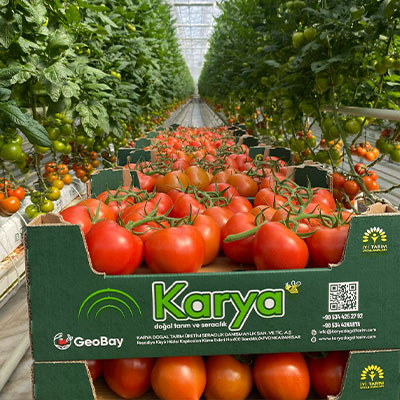 Agriculture hors-sol